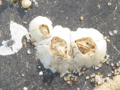 Austrominius modestus