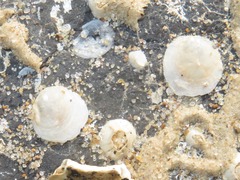 Heteranomia squamula