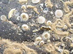 Austrominius modestus