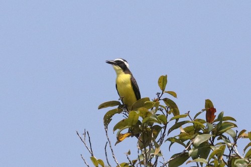 Yellow-throated Flycatcher (Conopias parvus), photo 3