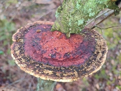 Daedaleopsis confragosa