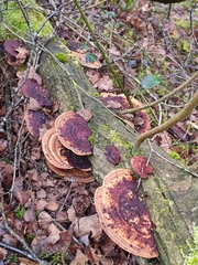 Daedaleopsis confragosa