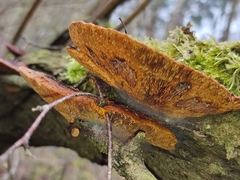 Daedaleopsis confragosa