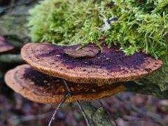 Daedaleopsis confragosa