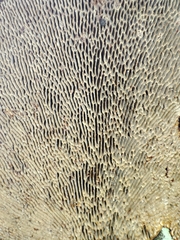 Daedaleopsis confragosa