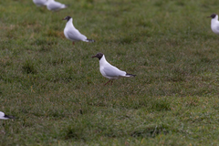 Chroicocephalus ridibundus
