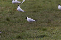 Chroicocephalus ridibundus