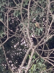 Pitangus sulphuratus