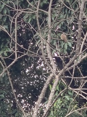 Pitangus sulphuratus