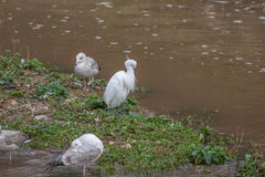 Egretta garzetta