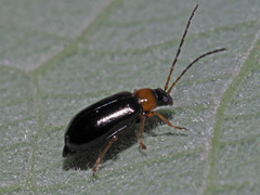 Luperus luperus