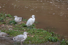 Egretta garzetta