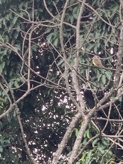 Pitangus sulphuratus