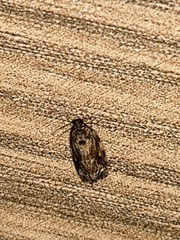 Gatesclarkeana idia
