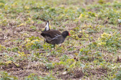 Gallinula chloropus