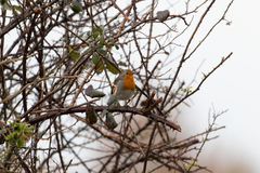 Erithacus rubecula