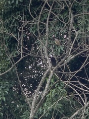 Pitangus sulphuratus