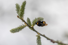 Bombus terrestris audax