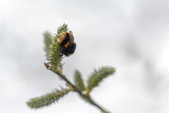 Bombus terrestris audax