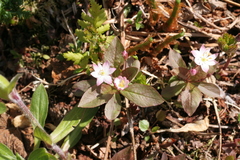 Lysimachia europaea