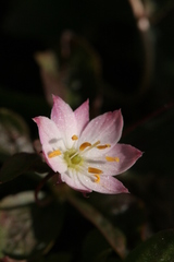 Lysimachia europaea