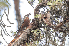 Conirostrum binghami