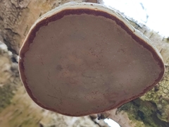 Fomes fomentarius