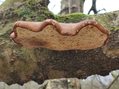 Fomitopsis betulina