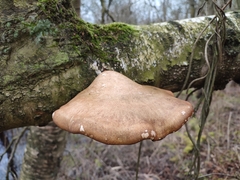 Fomitopsis betulina