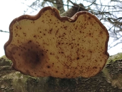 Fomitopsis betulina