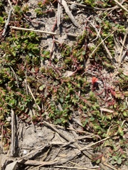 Euphorbia serpens