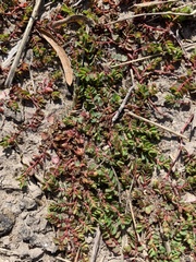 Euphorbia serpens