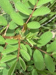 Indigofera hirsuta