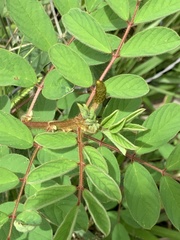 Indigofera hirsuta