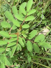 Indigofera hirsuta