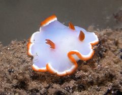 Ardeadoris averni