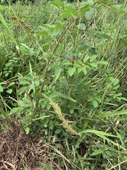 Indigofera hirsuta