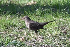 Turdus merula