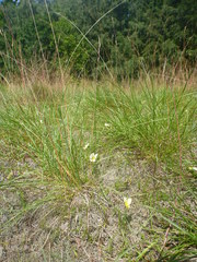 Viola lutea calaminaria
