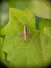 Oxyopes
