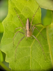 Oxyopes