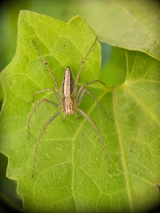 Oxyopes