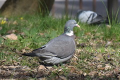 Columba palumbus