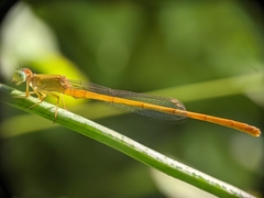 Ceriagrion coromandelianum