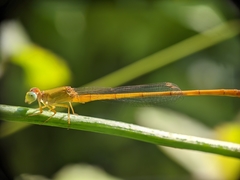 Ceriagrion coromandelianum