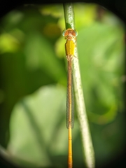Ceriagrion coromandelianum