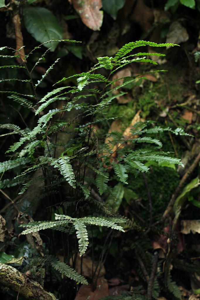 Adiantum vogelii