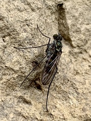 Liancalus virens