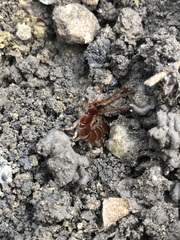 Chilopoda