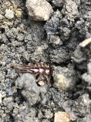 Chilopoda